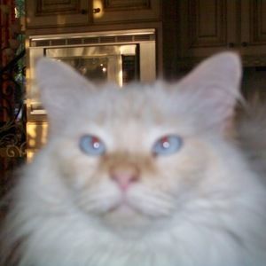 Meet your Posher, Mei mei